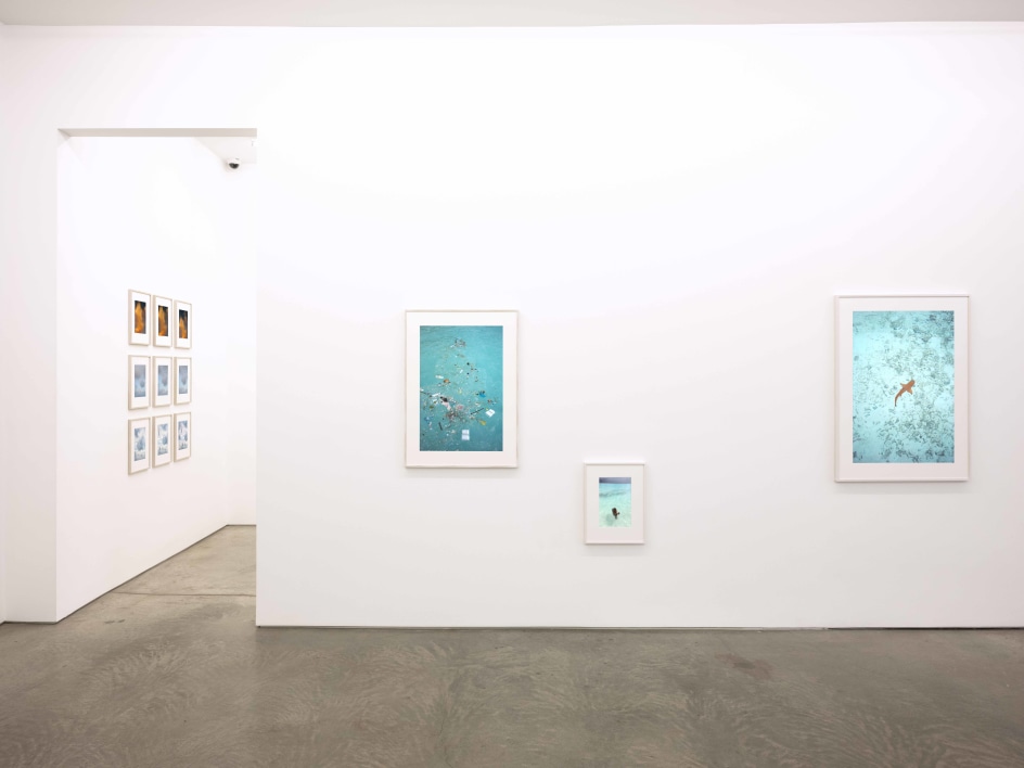 Installation view.