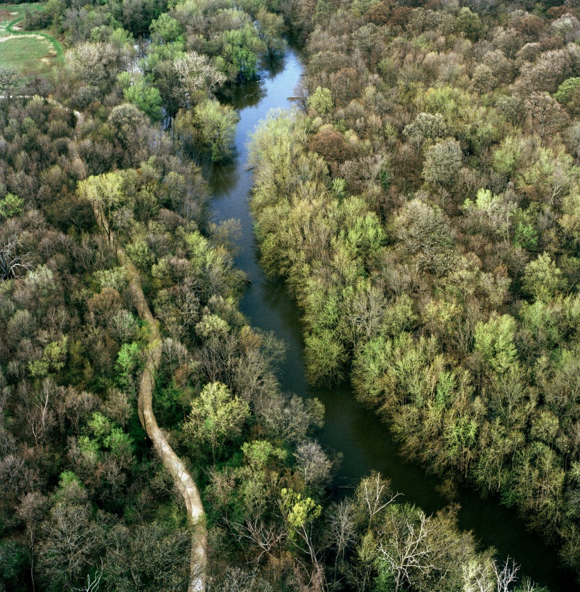 Ryerson Woods,&nbsp;from the series&nbsp;Revealing Chicago,&nbsp;2004. Archival pigment print, 30 x 30 or 40 x 40 inches.