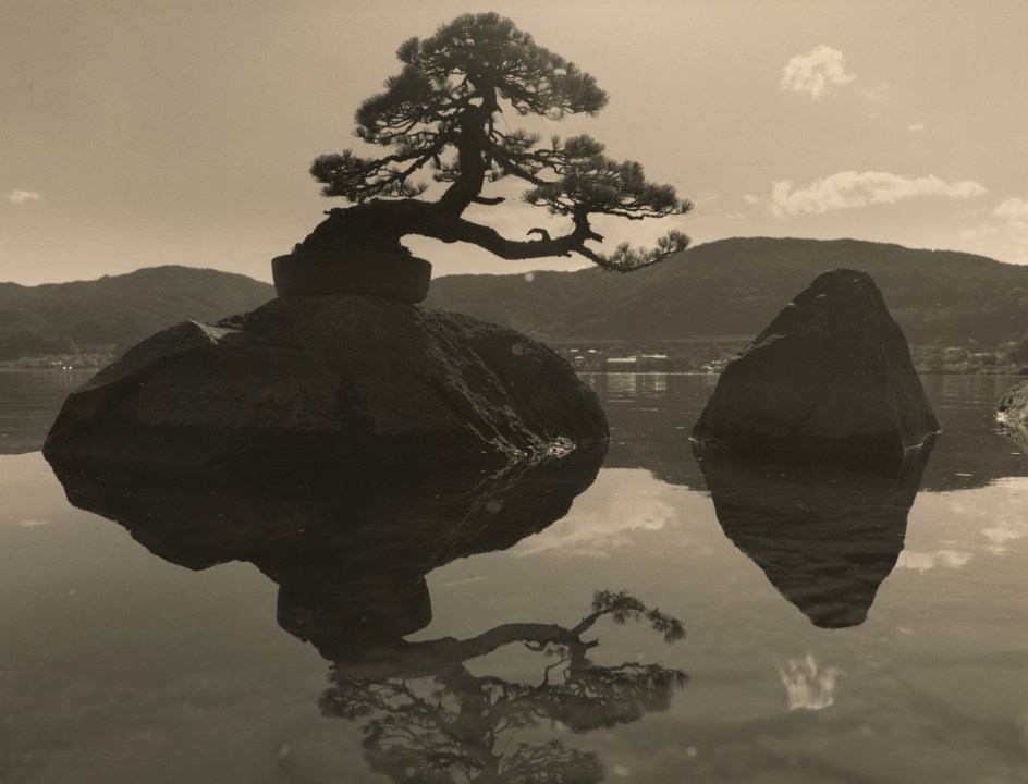 Bonsai #4036,&nbsp;2019. Gelatin silver print, 10 3/16 x 13 1/4 inches.