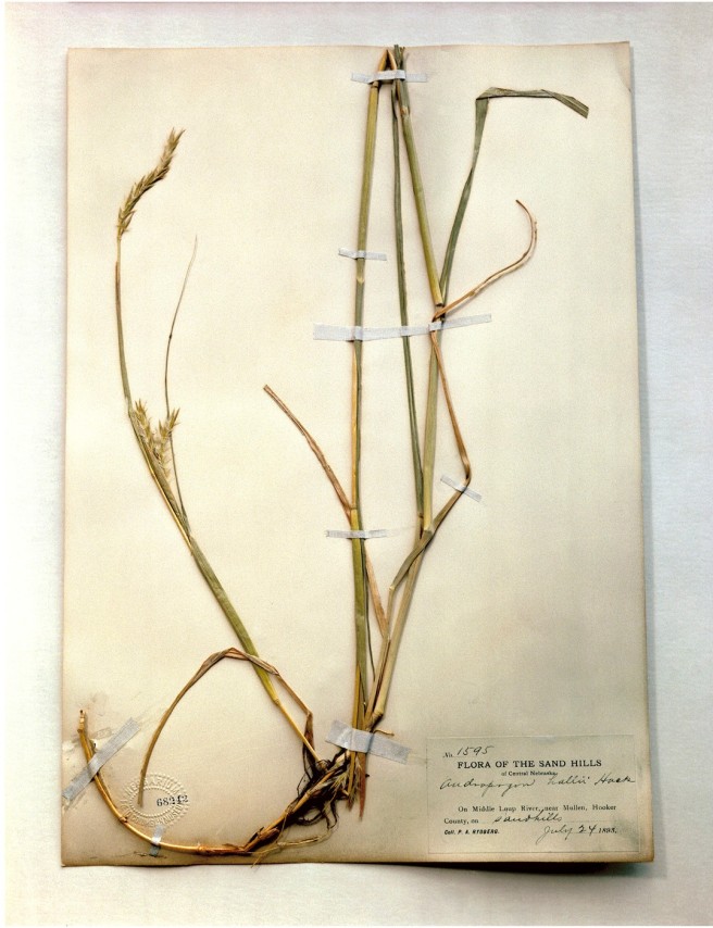 Field Museum, Andropogon, 1893, 2000. Archival pigment print, 24 x 20 inches.