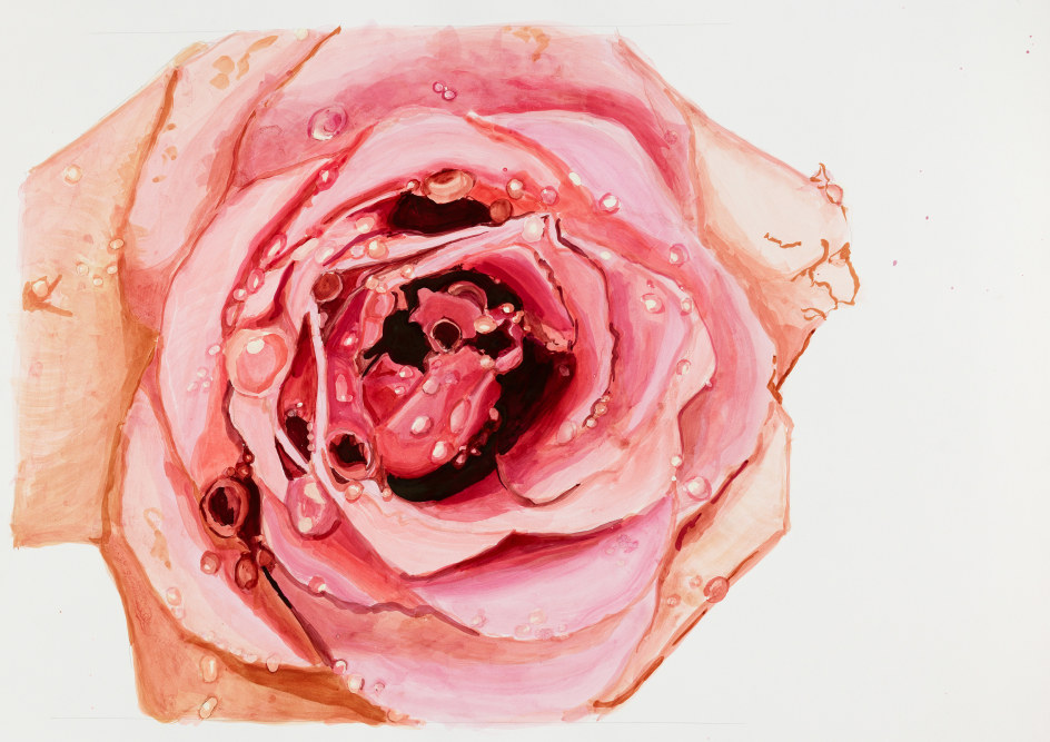 Sharon Core, Rose: Mauve Common Rose, Pages 42, 43, 2023. Archival ink on paper, 18 1/2 x 26 3/4 inches.