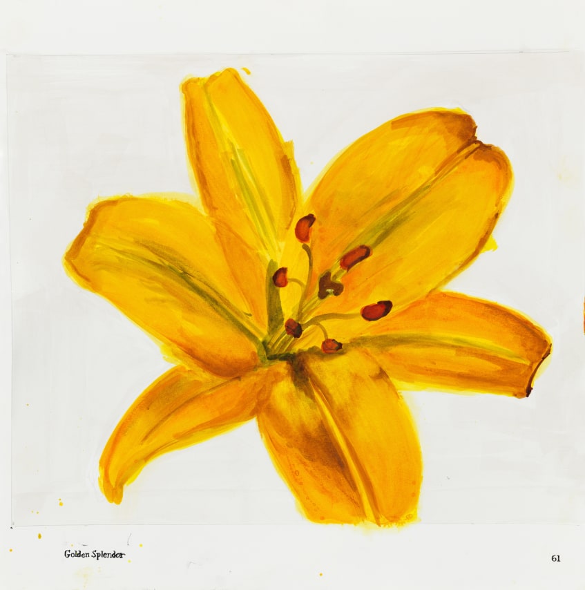 Sharon Core, Lily: Golden Splendor, Page 61, 2023. Archival ink on paper, 17 x 16 5/8 inches.