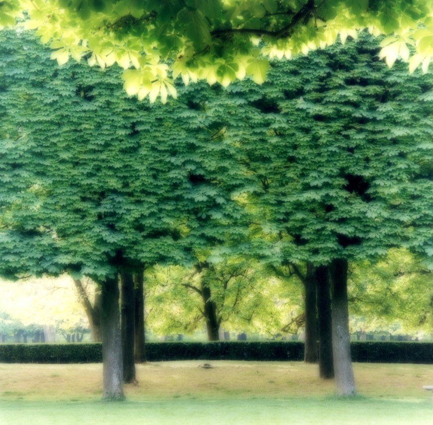 Parc de Sceaux, France (4-07-2c-8),&nbsp;2009,&nbsp;19 x 19,&nbsp;28 x 28,&nbsp;or 38 x 38 inch&nbsp;archival pigment print