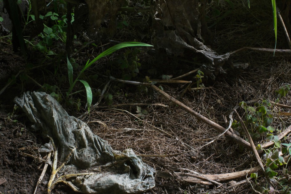 Photograph by Sharon Core from the series Understory of a close-up garden scene with leaves, flowers, and plants.