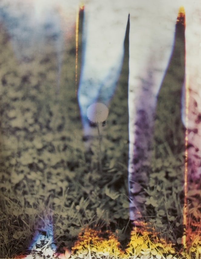 Bryan Graf,&nbsp;Dandelion #1, 2008, from the series Wildlife Analysis. Chromogenic print, image: 15 11/16 x 12 7/16 inches, paper: 17 1/2 x 14 3/8 inches.
