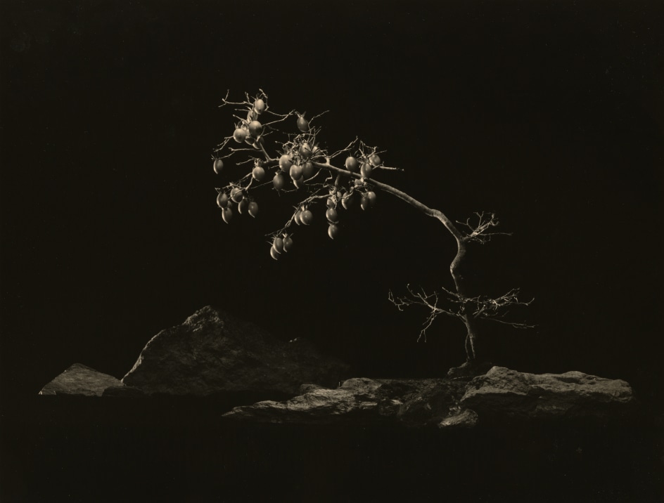 Bonsai #4006,&nbsp;2018. Gelatin silver print, 10 1/4&nbsp;x 13 1/4 inches.