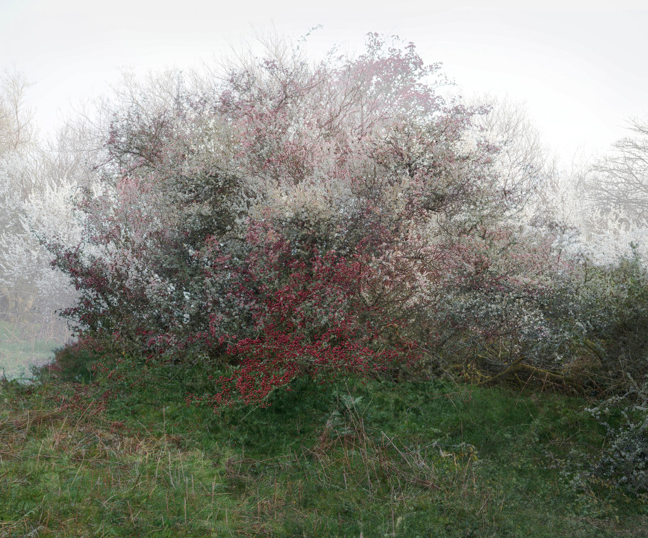 Hedgerow Confusion, Ffynnonofi, Pembrokeshire, Wales,&nbsp;2019. Archival pigment print, 86 x 70 inches.