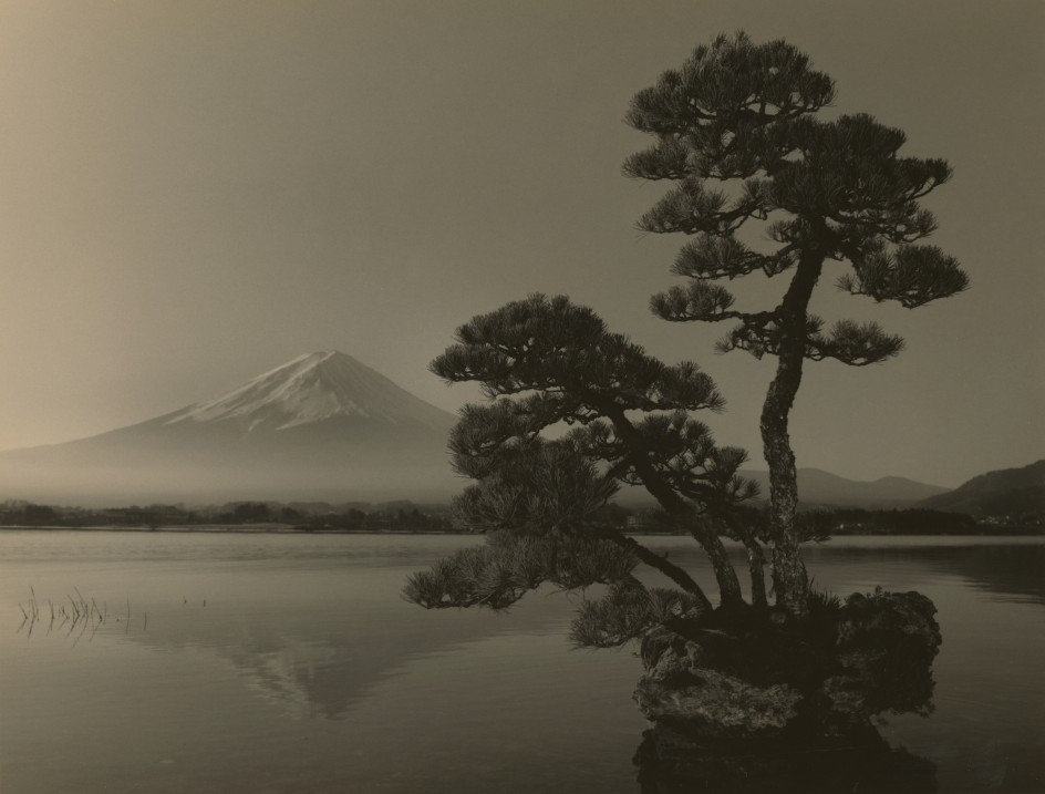 Bonsai #4017,&nbsp;2018. Gelatin silver print, 10 3/16 x 13 1/4 inches.