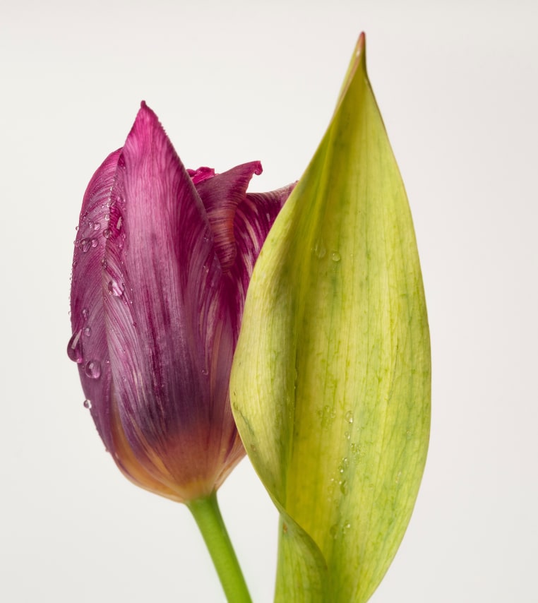 Tulip (The Lizard), 2022. Archival pigment print, 30 x 26 1/4 inches.