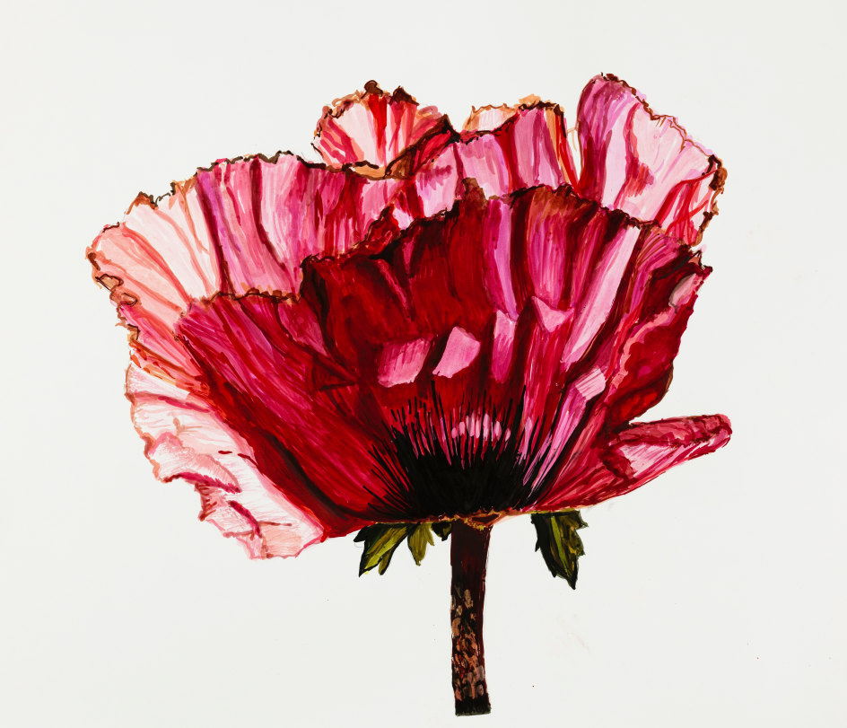 Sharon Core, Poppy: Lavender Glory, Page 21, 2024. Archival ink on paper, 20 1/8 x 21 inches.