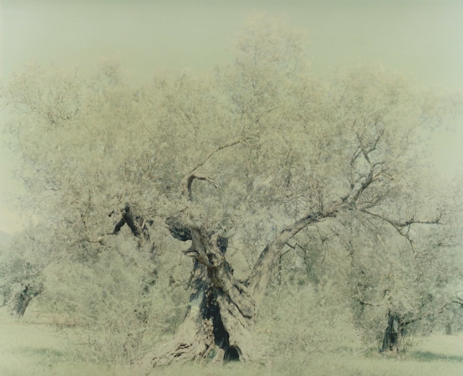 Olive&nbsp;20, from the series&nbsp;Ghost, 2003, 47 1/4 x 59 1/8 inch archival pigment print