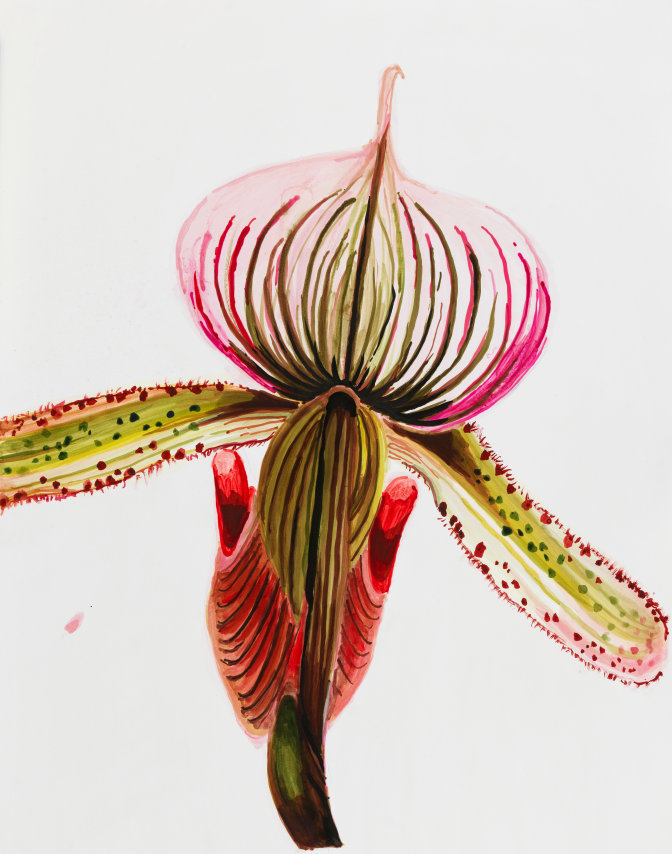 Sharon Core, Orchid: Paphiopedilurn maudiae variety coloraturum, Page 76, 2023. Archival ink on paper, 20 1/8 x 15 7/8 inches.