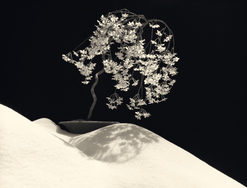 Bonsai #4028,&nbsp;2019. Gelatin silver print, 10 1/4&nbsp;x 13 5/16&nbsp;inches.