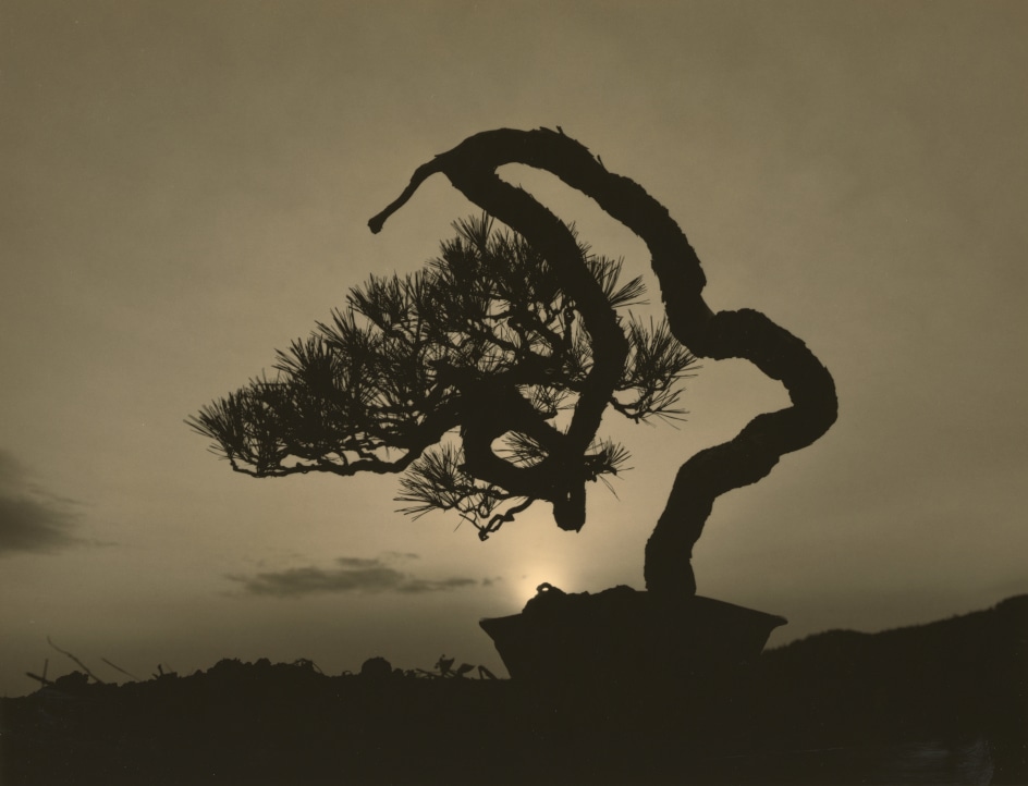 Bonsai #4016,&nbsp;2018. Gelatin silver print, 10 3/16 x 13 1/4 inches.