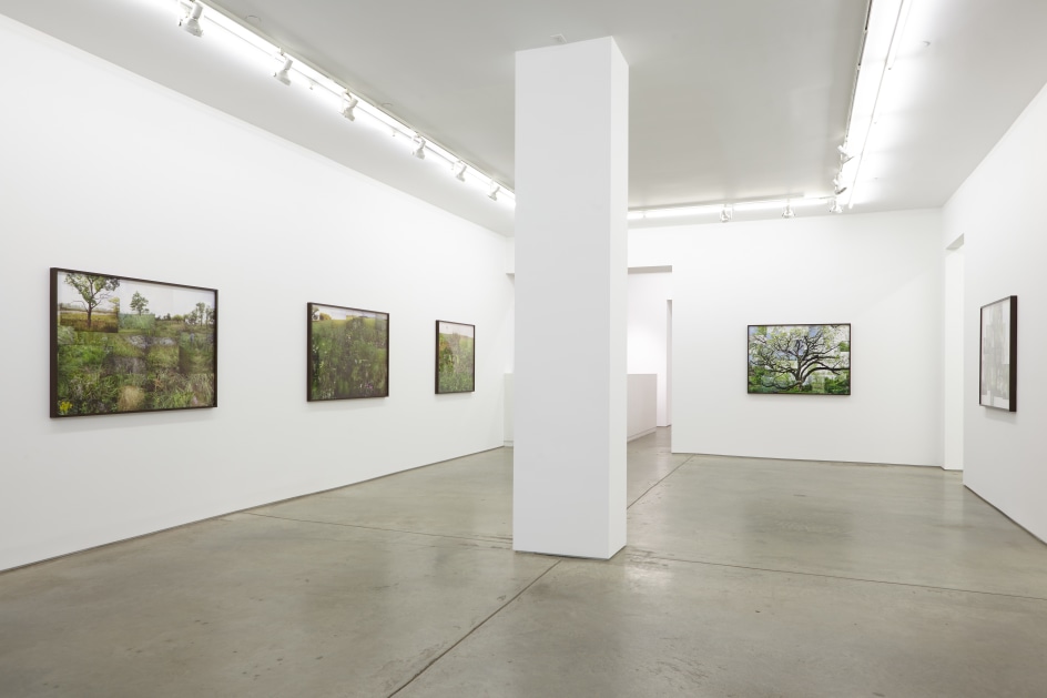 Installation view.