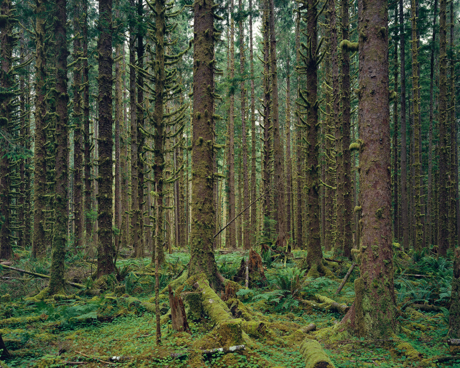 Hoh Rain Forest, Olympic National Park, Washington, 2017. Chromogenic print.