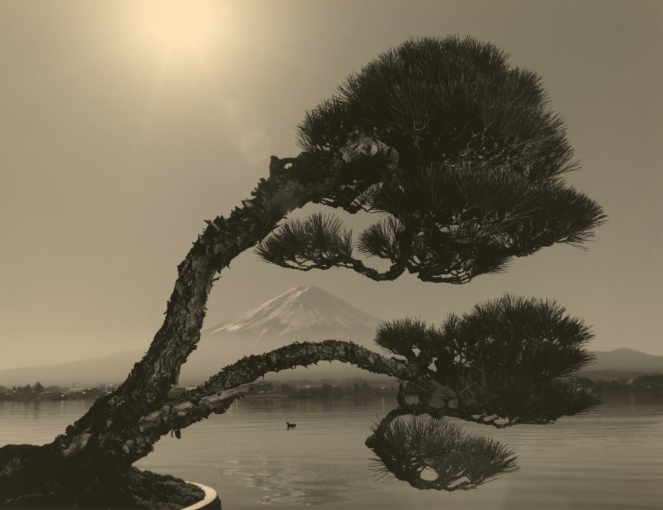 Bonsai #4024,&nbsp;2019. Gelatin silver print, 10 3/16 x 13 1/4 inches.