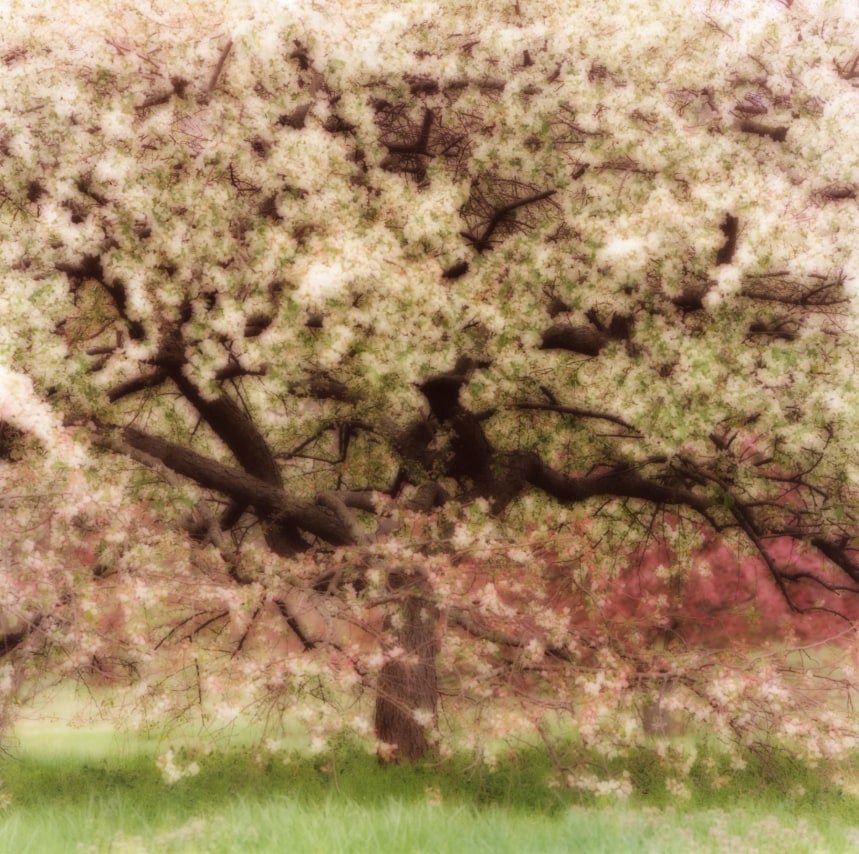 &nbsp;Bernheim Arboretum, Kentucky (4-08-22c-3),&nbsp;2008,&nbsp;19 x 19,&nbsp;28 x 28,&nbsp;or 38 x 38 inch&nbsp;archival pigment print