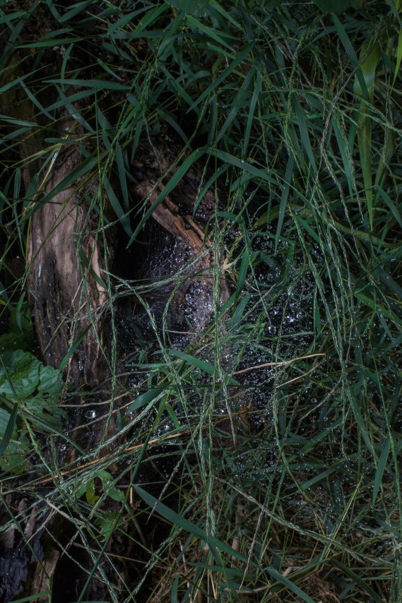 Photograph by Sharon Core from the series Understory of a spider's web in grass with dew drops.