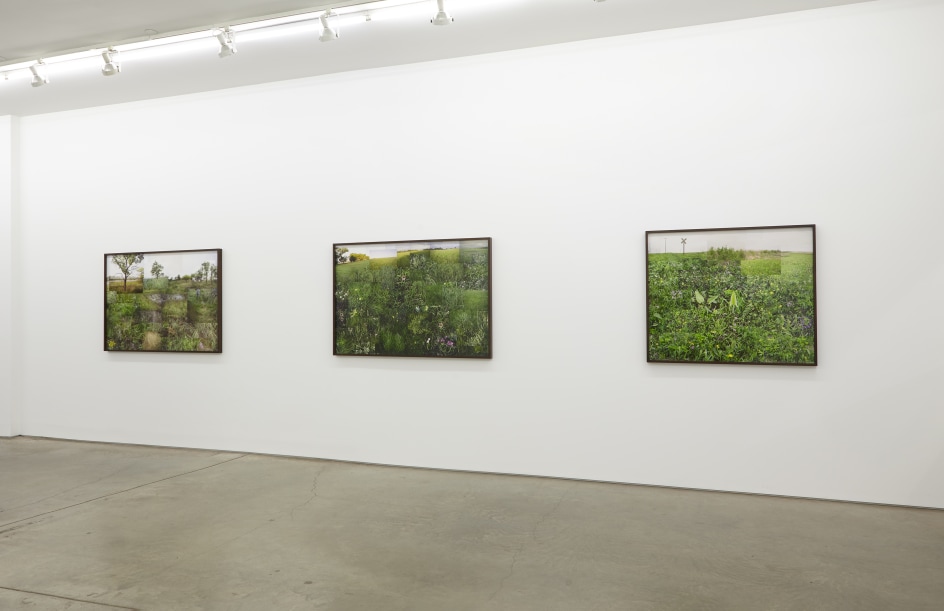 Installation view.