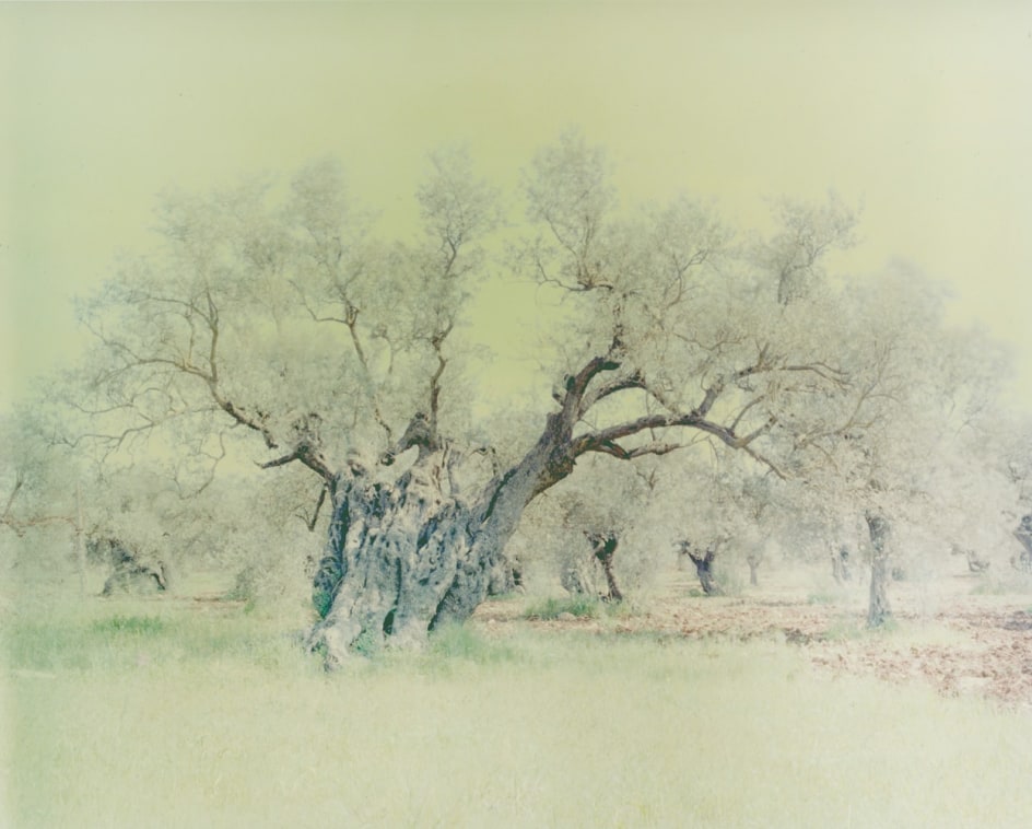 Olive 15, from the series&nbsp;Ghost, 2003, 47 1/4 x 59 1/8 inch archival pigment print