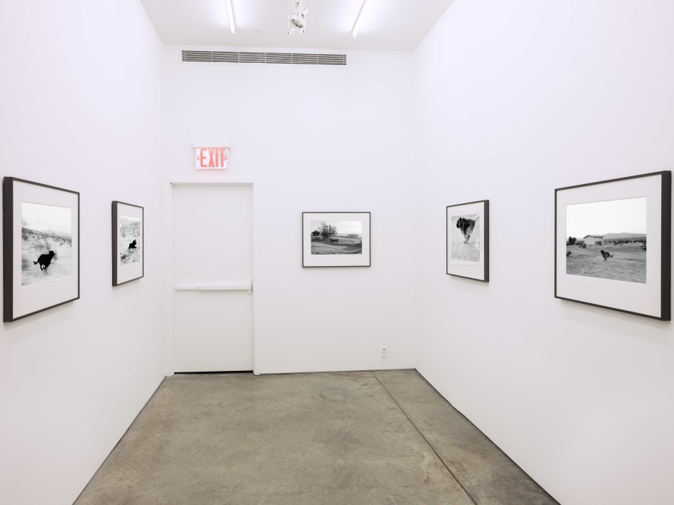 Installation view, John Divola,&nbsp;Dogs Chasing My Car in the Desert, Yancey Richardson Gallery, 2023.