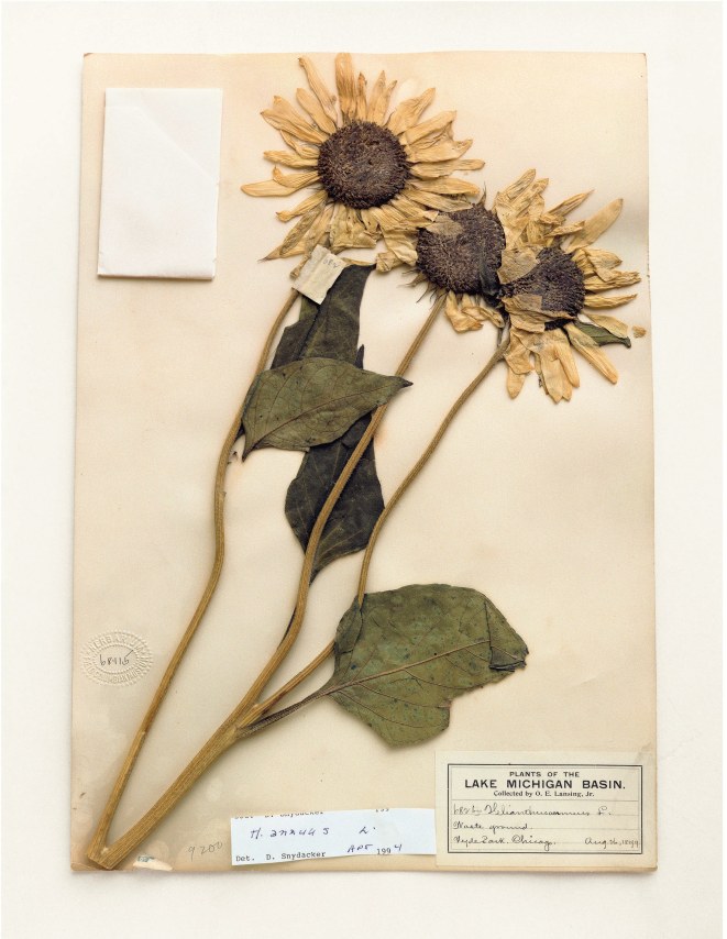 Field Museum, Helianthus Annuus, 1899, 2000. Archival pigment print, 24 x 20 inches.