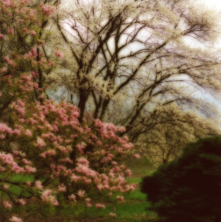 Bernheim Arboretum, Kentucky (4-08-10c-7),&nbsp;2008,&nbsp;19 x 19,&nbsp;28 x 28,&nbsp;or 38 x 38 inch&nbsp;archival pigment print