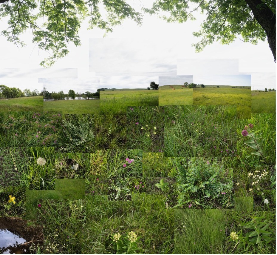 The Hay Meadow, central Kansas, June, 2022. Archival Inkjet print, 40 x 40 inches.