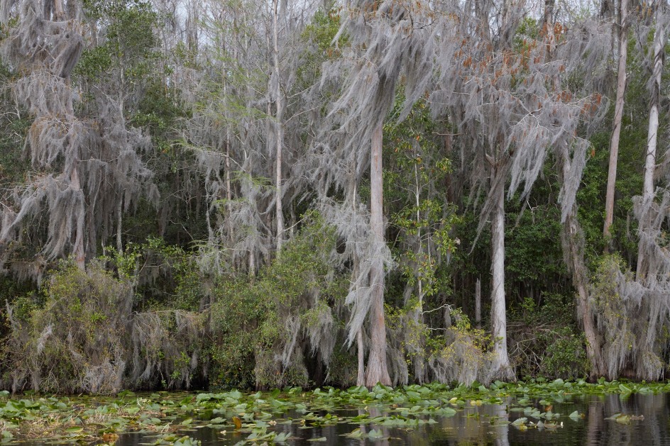 CATHERINE OPIE, Untitled #3 (Swamps), 2019