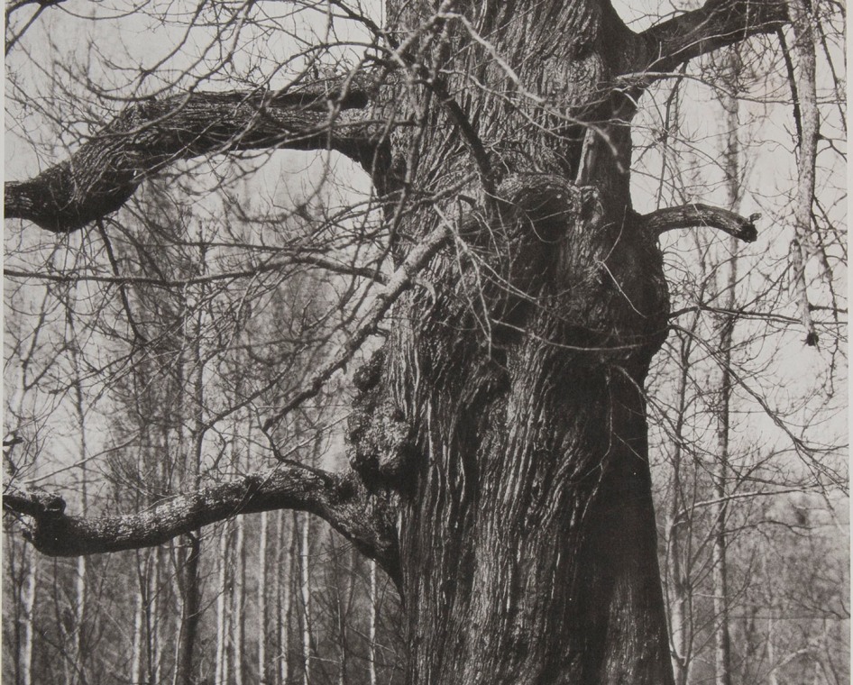 Henri LE SECQ (French, 1818-1882) Le chêne dénudé, 1870s, waxed paper negative 1850s Photolithograph 51.2 X 37.8 cm