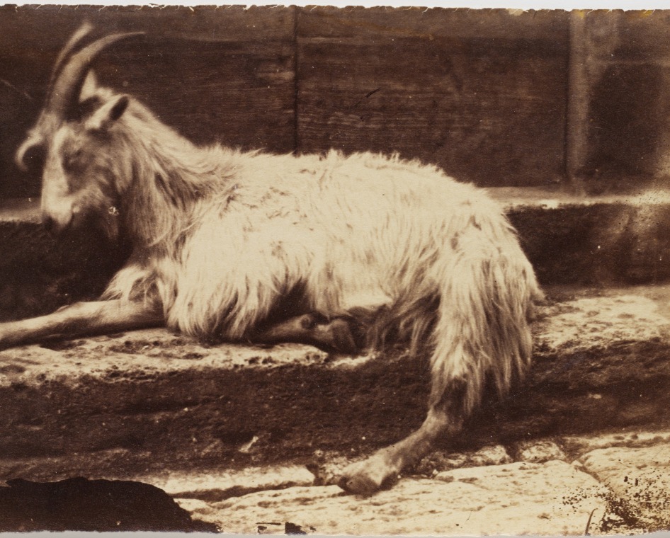 Circle of Giacomo CANEVA (Italian, 1813-1865) Reclining goat in Rome, 1850s Albumen print from a collodion negative 13.3 x 21.3 cm