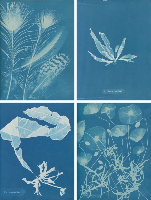 Anna Atkins’s pioneering images, clockwise from top left: “Peacock” (1861), “Laminaria phyllitis” (1844-45), “Papaver rhoeas” (1861), and “Alaria esculenta” (1849-50).Credit...via Hans P. Kraus Jr., New York (top left and bottom right); The New York Public Library, Astor, Lenox and Tilden Foundations