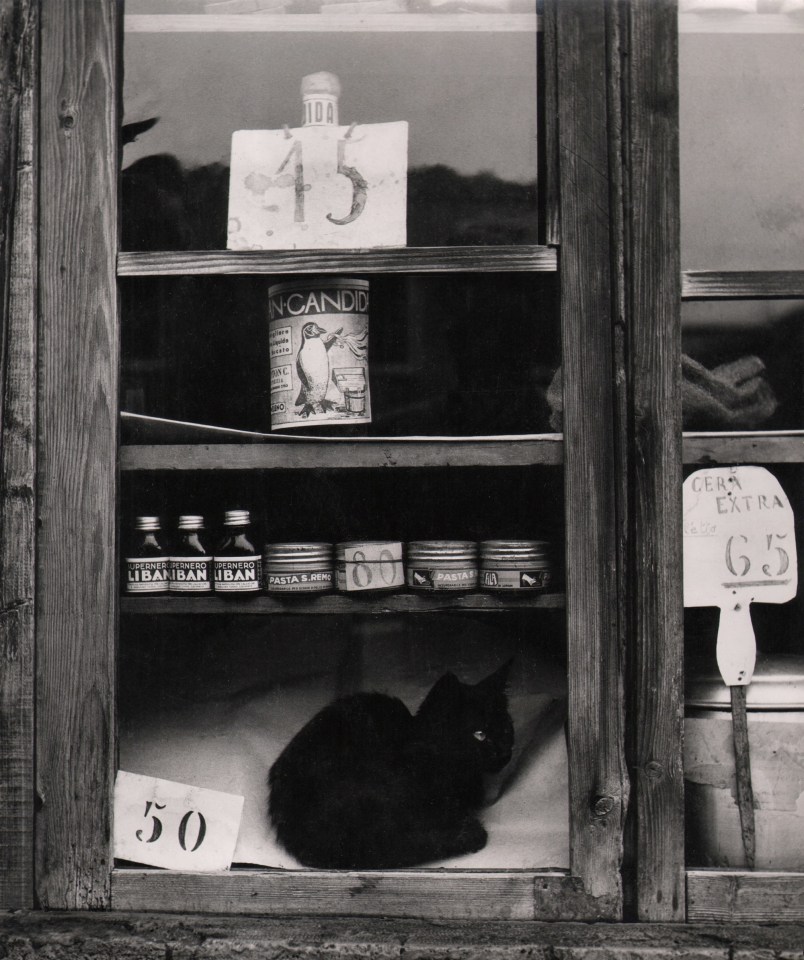 Paolo Monti, Window, ​c. 1955. A black cat sits curled in a shop window amongst shelves with glass bottles and tin cans.