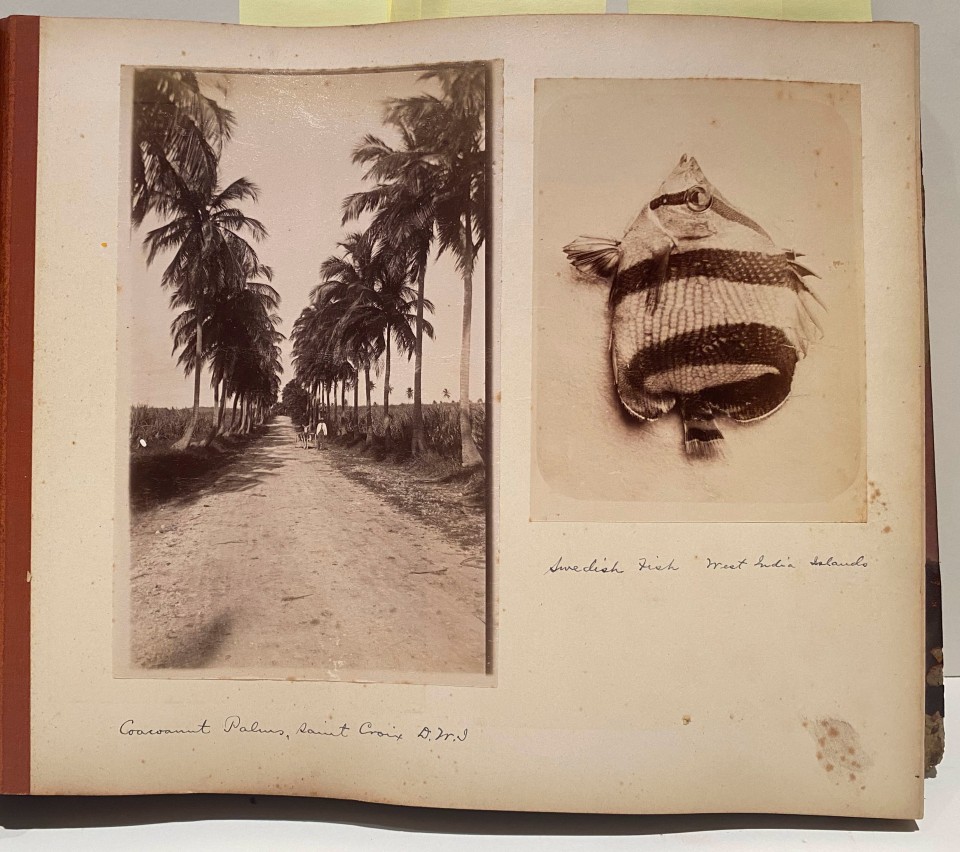 AFRO-CARIBBEAN ALBUM OF ALBUMEN PHOTOS GREAT CONTENT, C. 1890