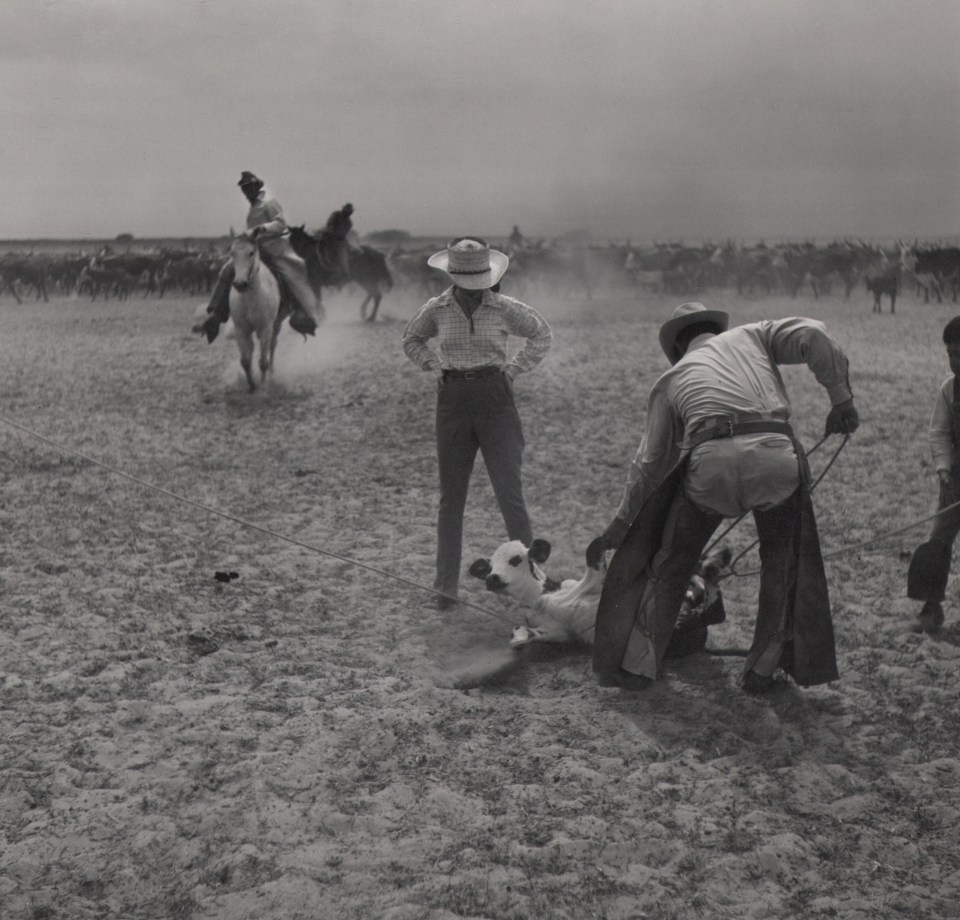 48. Toni Frissell, The King Ranch, 1939&ndash;1944. A cow calf being lassoed by two ranchers in the foreground right. Two figures ride horses in the background left.