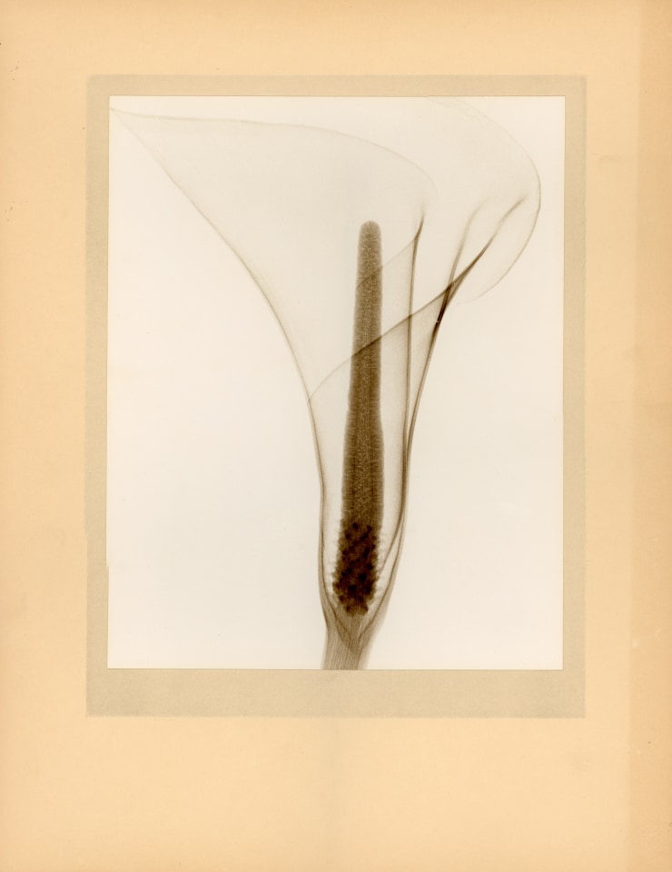 DR. DAIN L. TASKER X-RAY OF A CALLA LILY - 1930