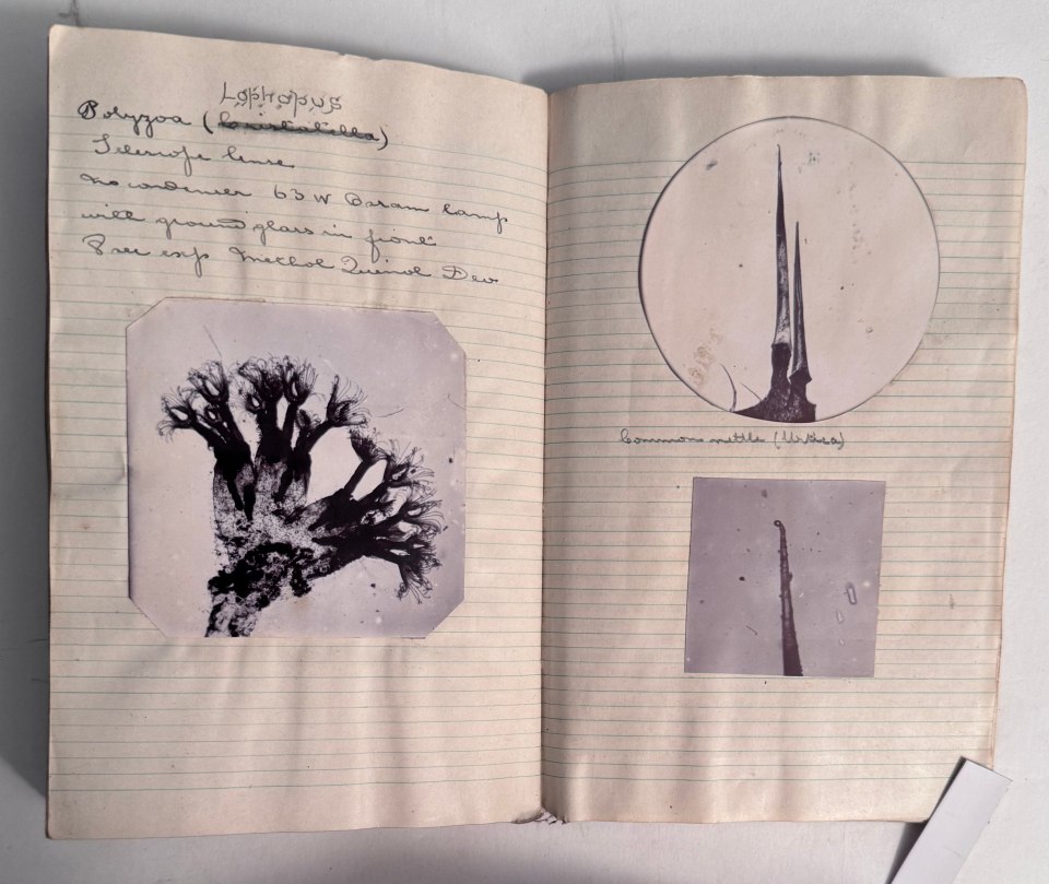 SOME PERSONAL PAPERS OF ALFRED WARD, R.N. INCLUDING HIS 1910 ALBUM OF MICROPHOTOGRAPHY, DIARIES WITH PHOTOS AND RELATED EPHEMERA