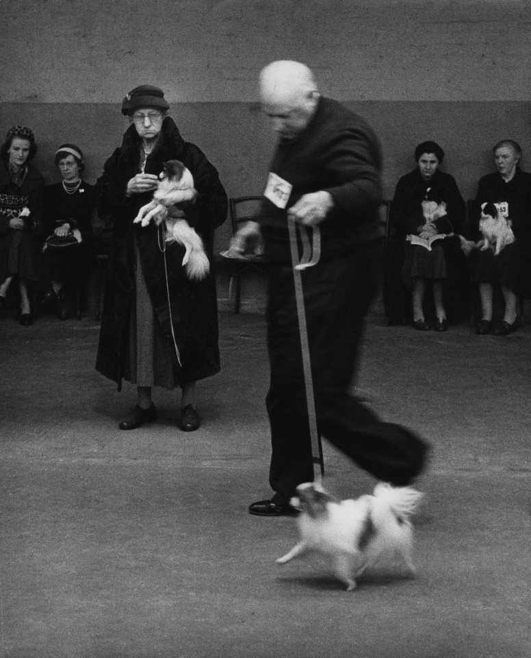 20. Lord Snowdon, A tense moment at Crufts Dog Show, c. 1958. A man walks alongside a small leashed dog while a number of seated and one standing competitor look on with other small dogs.