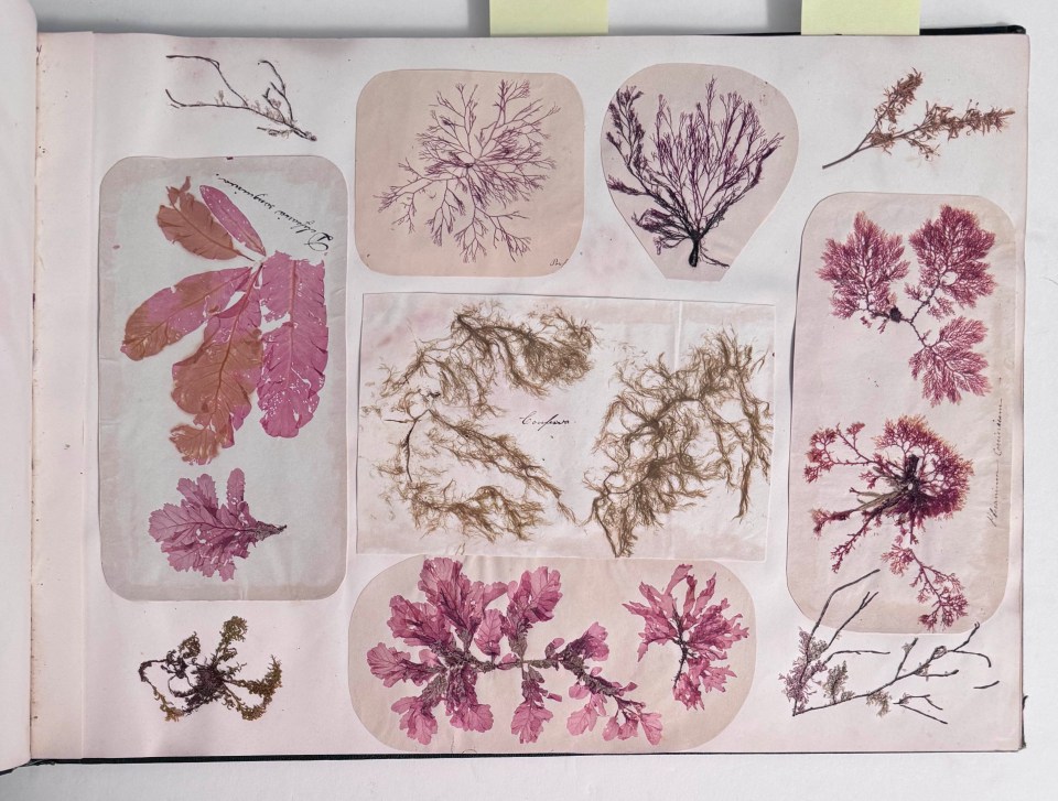 HERBIER ALBUM OF PRESSED FLOWERS