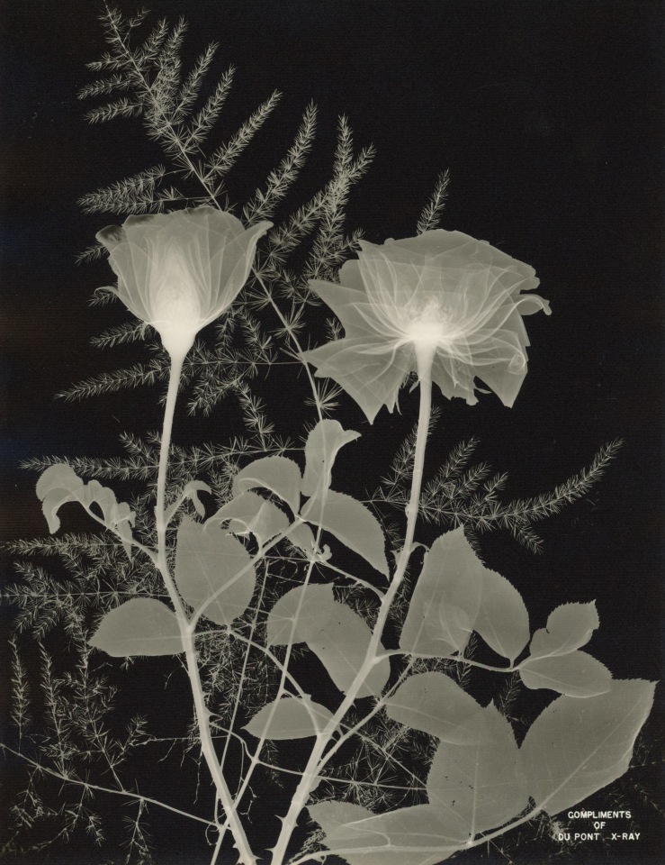 LAWRENCE WILLIAMS HOUSER CO. - X RAY FLORAL PHOTOGRAPH FOR DUPONT FILMSTOCK