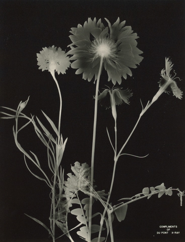 LAWRENCE WILLIAMS HOUSER CO. - X RAY FLORAL PHOTOGRAPH FOR DUPONT FILMSTOCK