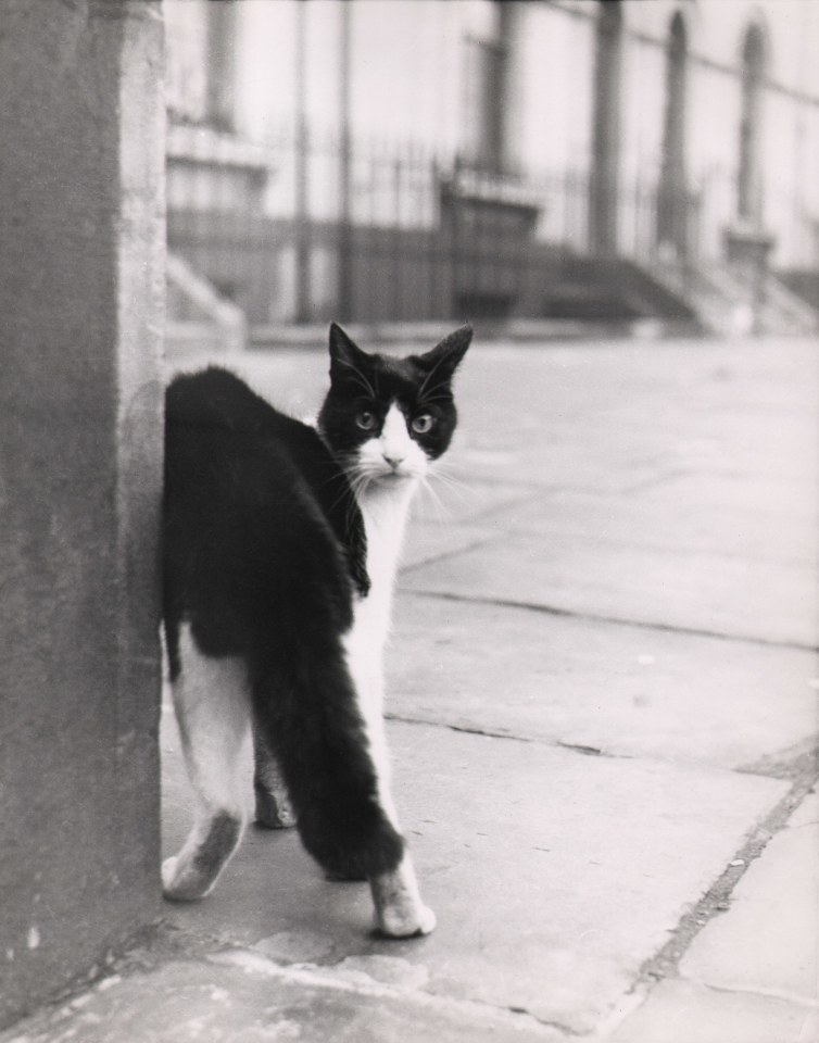 49. John Sadovy, Untitled, c. 1956. A black and white cat on the sidewalk gazes back at the photographer.