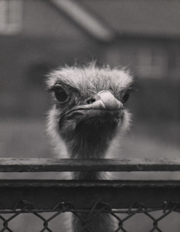 46. John S. Murray, Untitled, c. 1957. Close-up of an ostrich head peering over a wire fence.