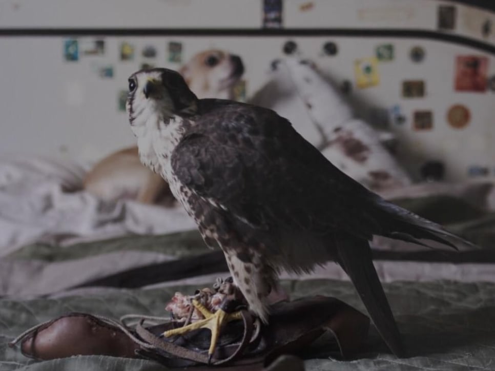 video still de "camaleón" de miguel calderón