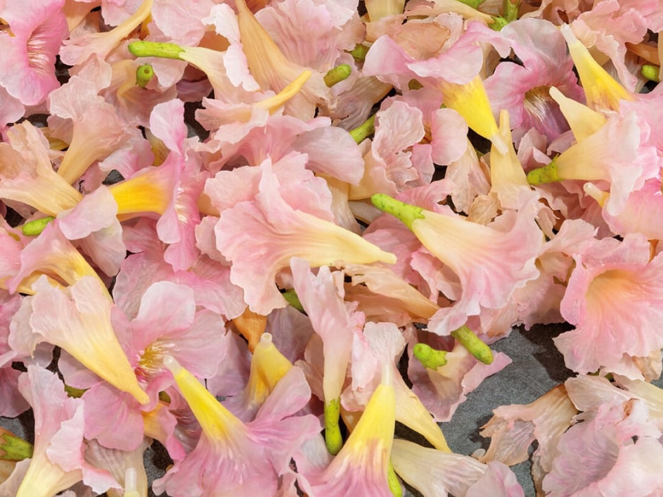 exhibition | allora &amp; calzadilla: klima