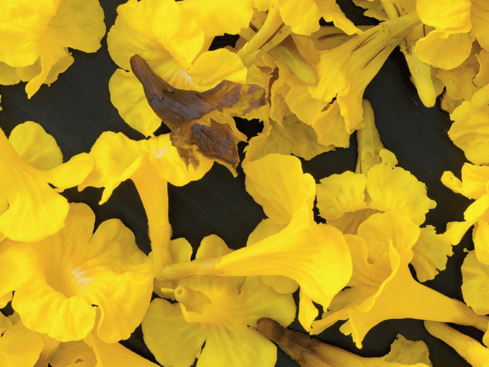 allora &amp; calzadilla - entelechy